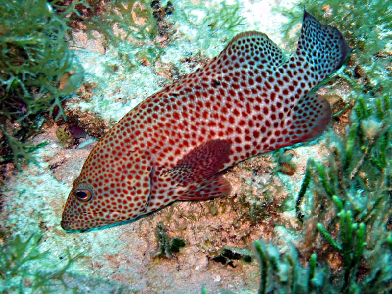 Graysby grouper