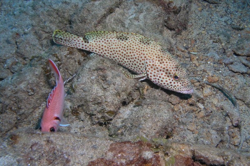 Graysby_Blackbar_Soldierfish