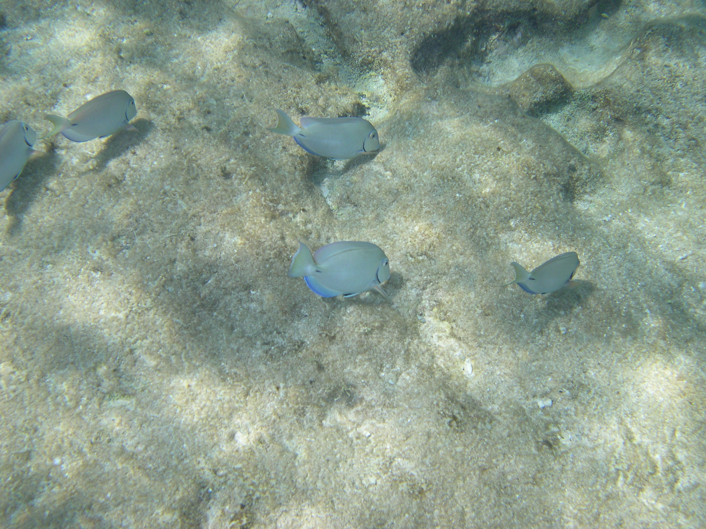 Grazing Ocean Surgeonfish