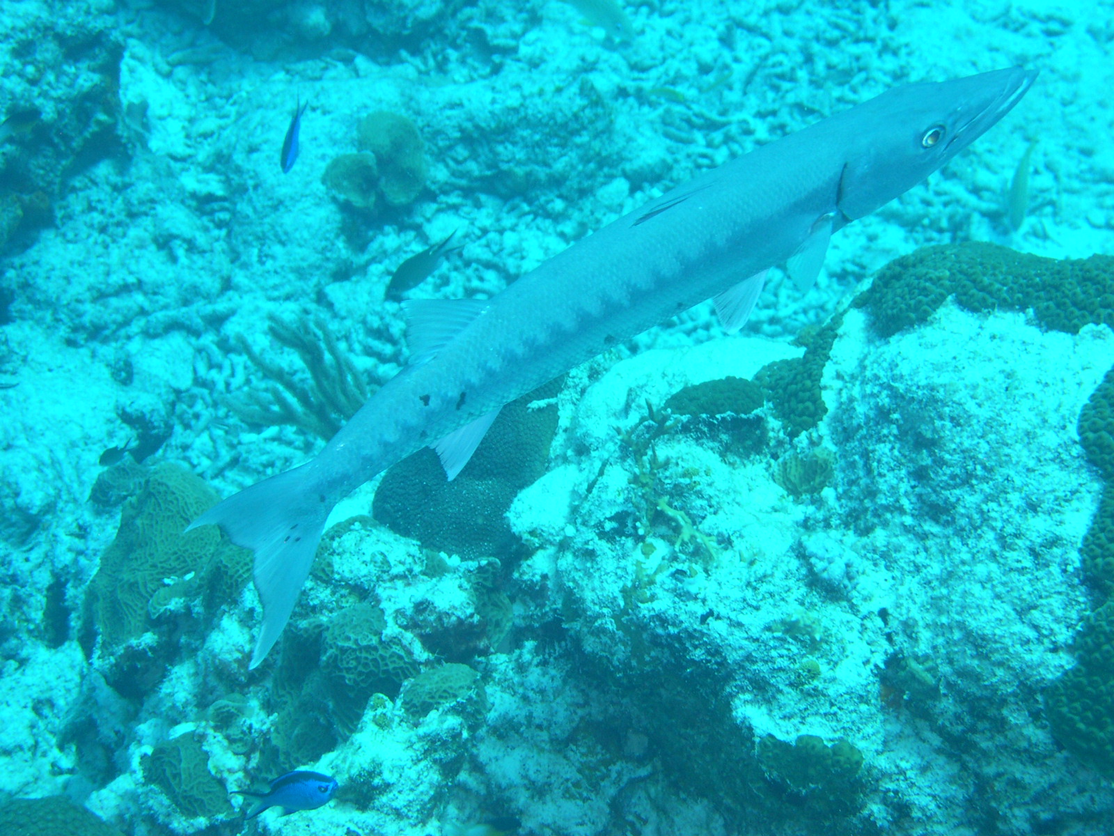 Great Barracuda Again