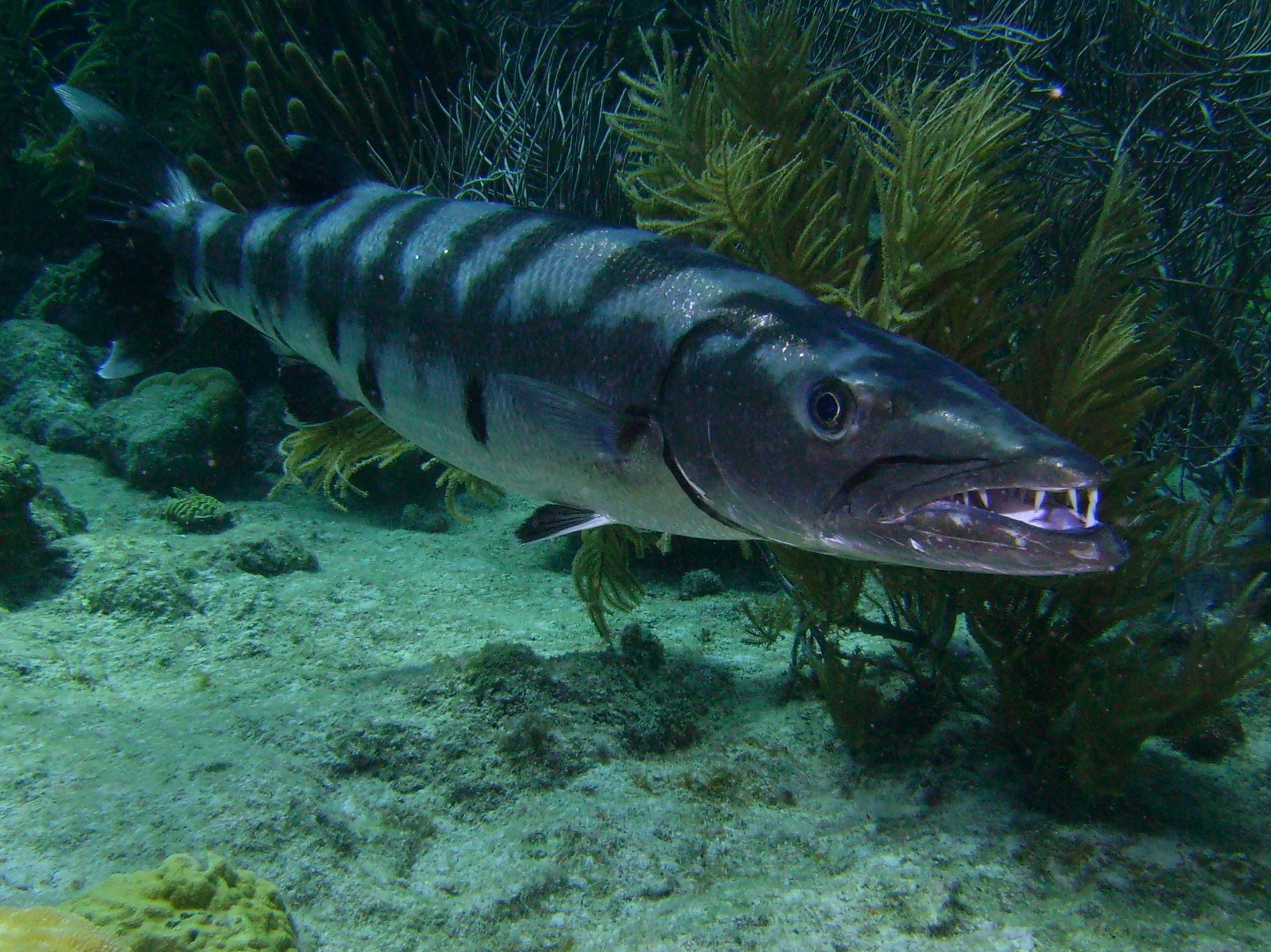 Great Barracuda