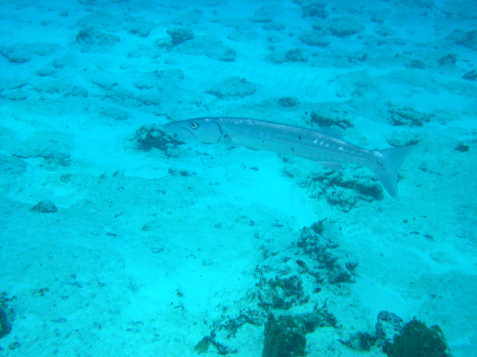 Great Barracuda