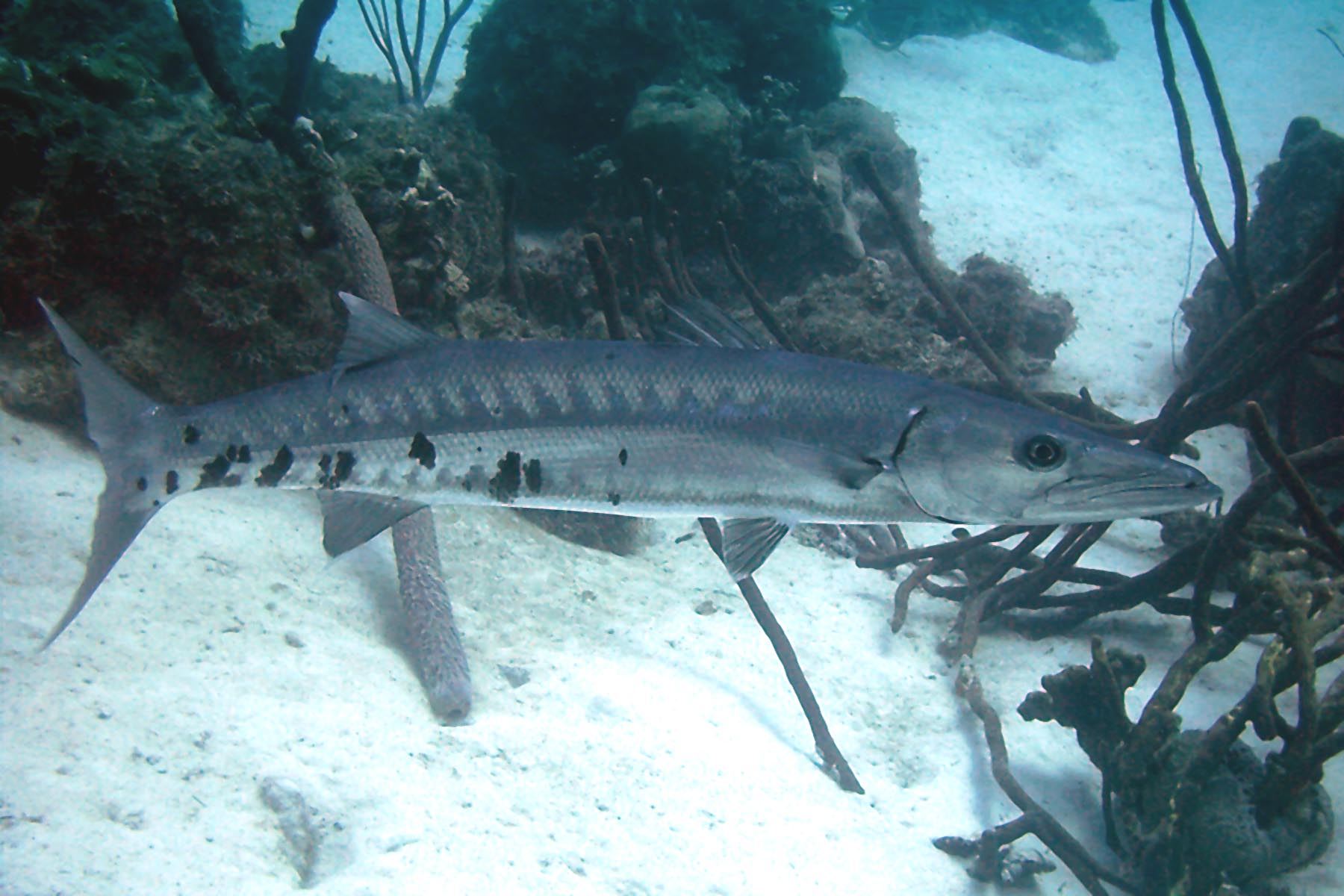 Great Barracuda