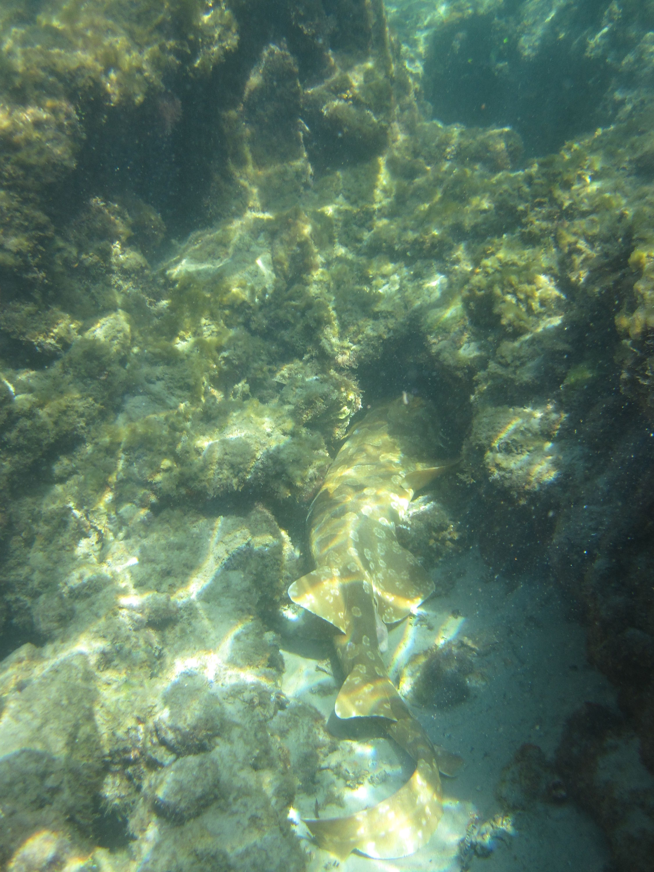 Great Barrier Reef (and Morteton Island a bit)