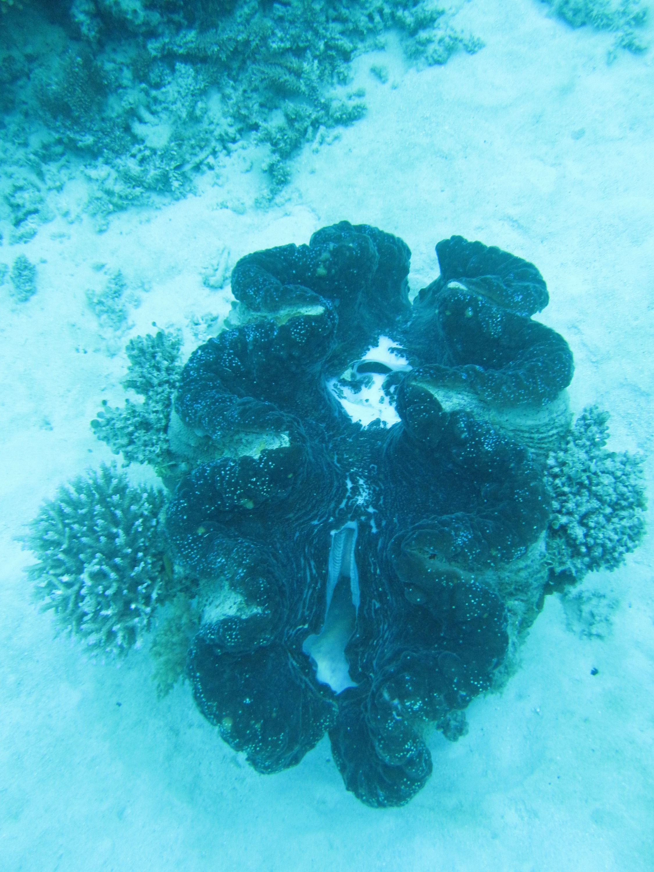 Great Barrier Reef (and Morteton Island a bit)