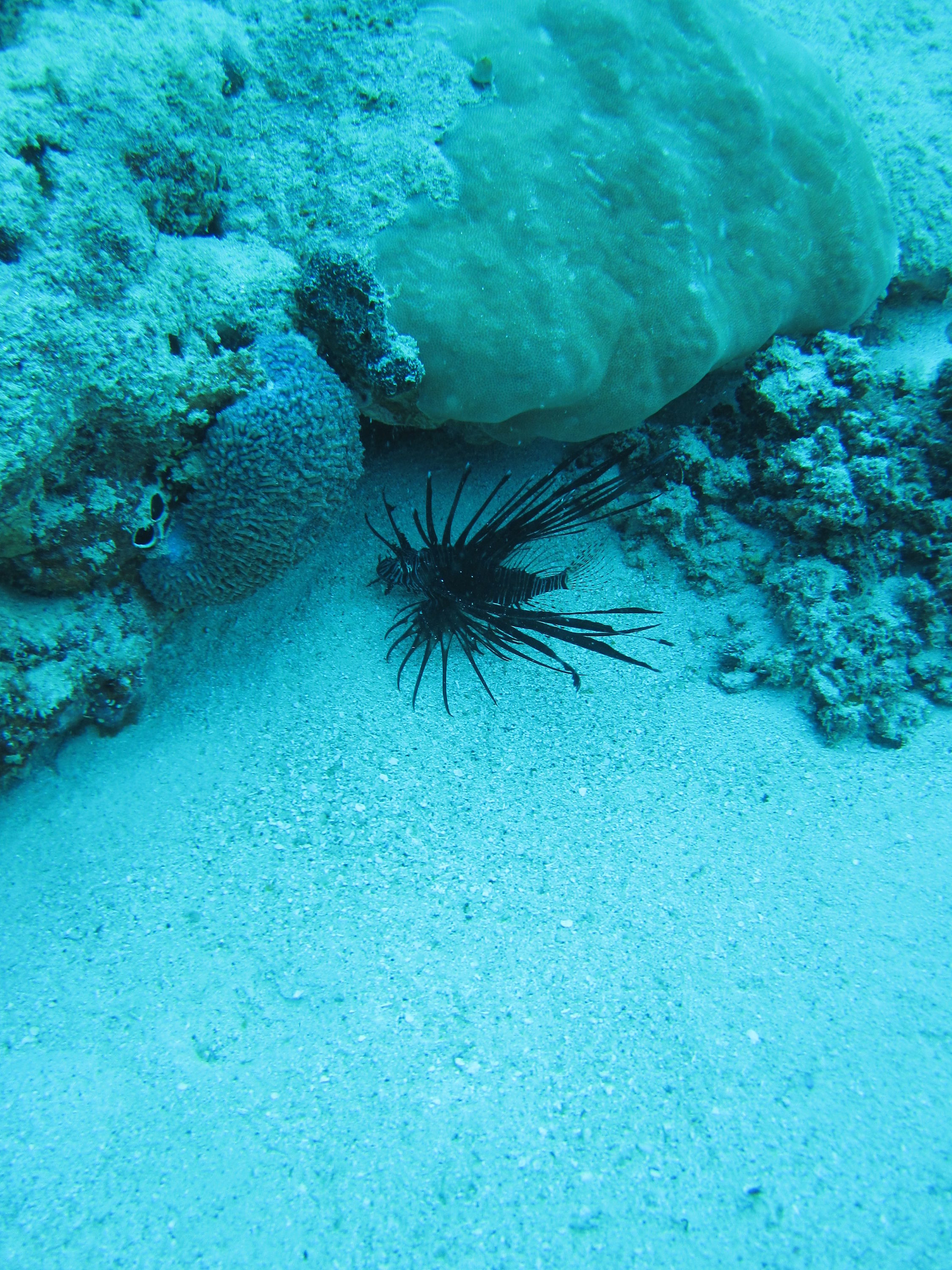 Great Barrier Reef (and Morteton Island a bit)