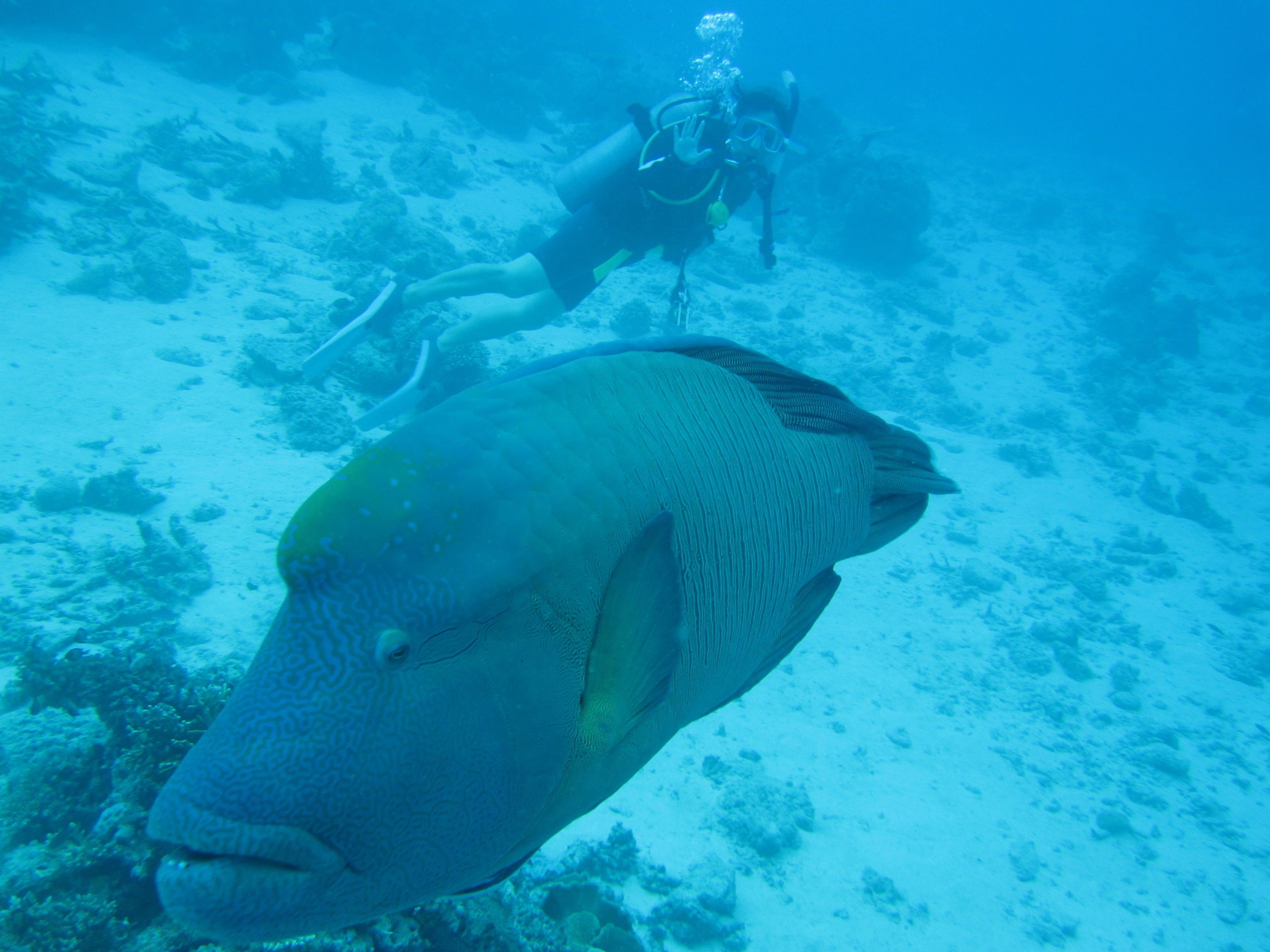 Great Barrier Reef (and Morteton Island a bit)