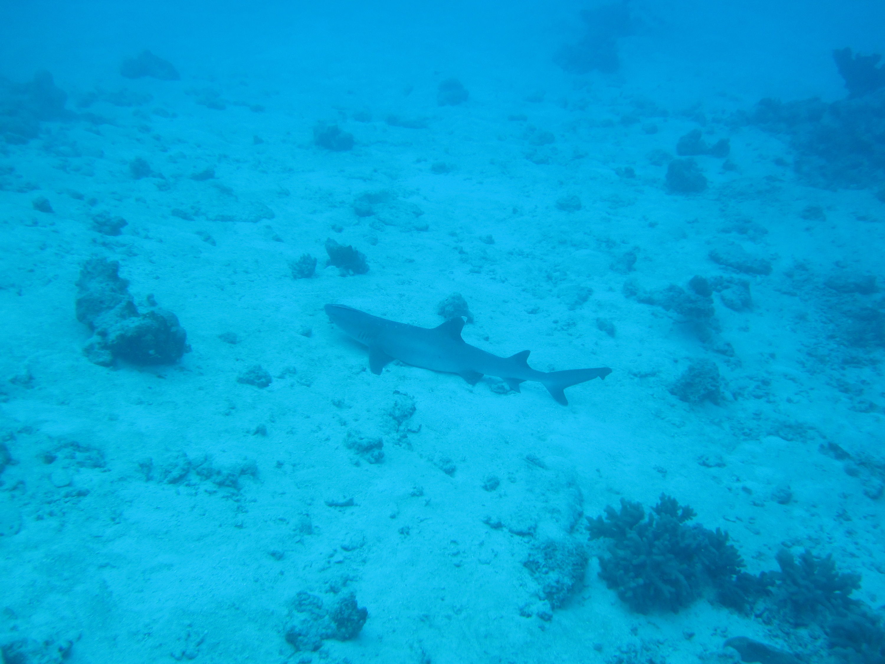 Great Barrier Reef (and Morteton Island a bit)