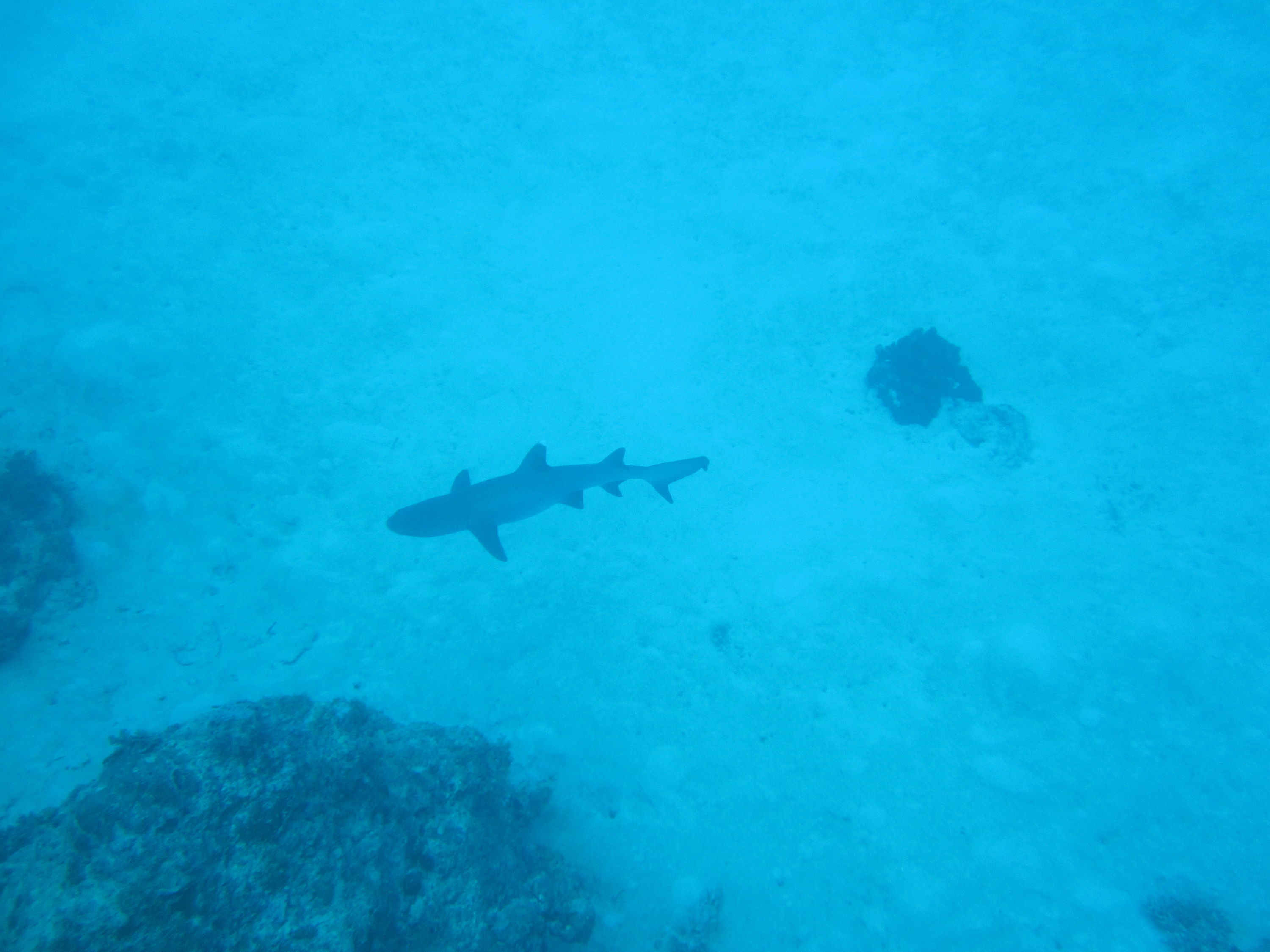 Great Barrier Reef (and Morteton Island a bit)