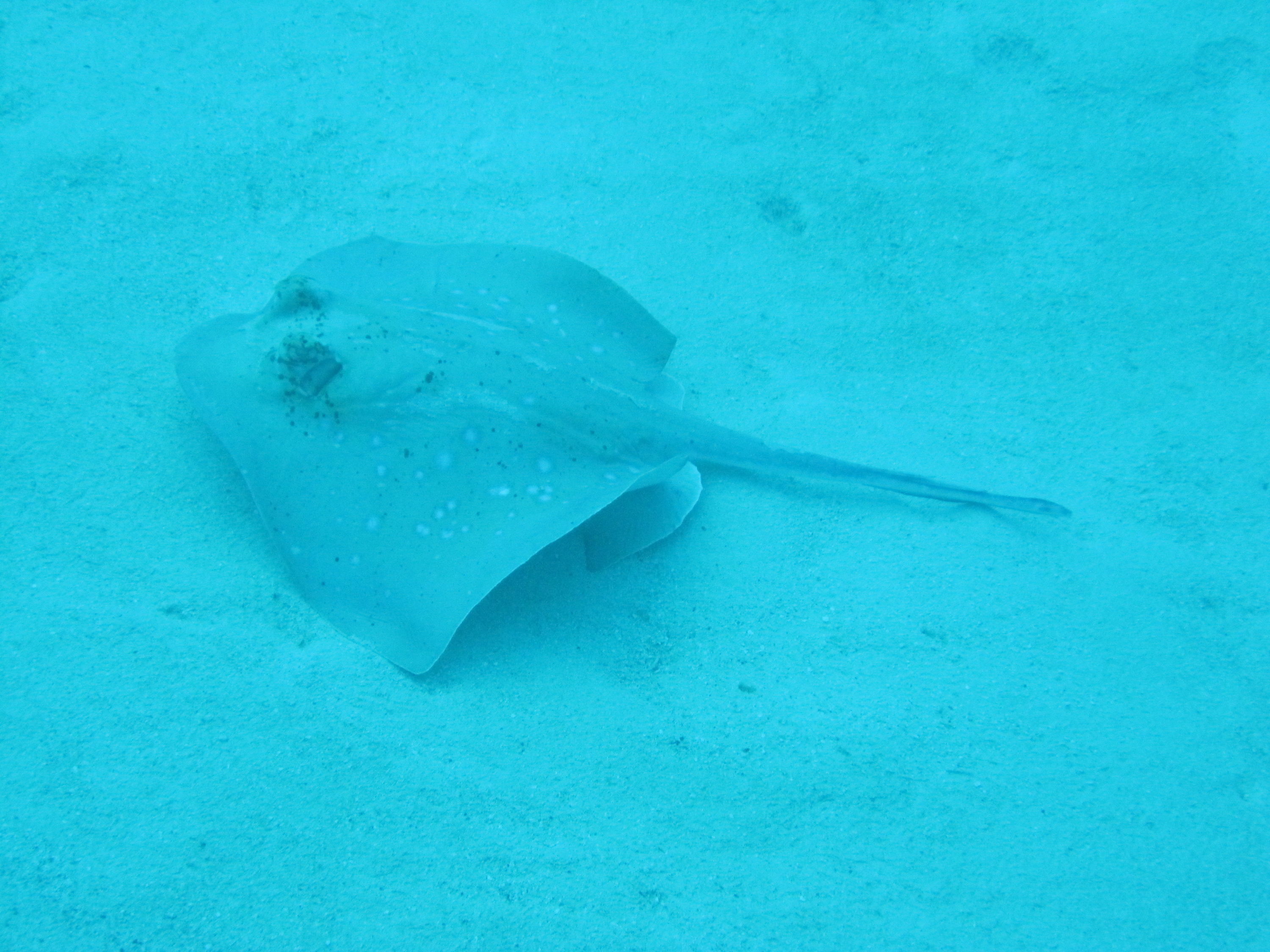 Great Barrier Reef (and Morteton Island a bit)