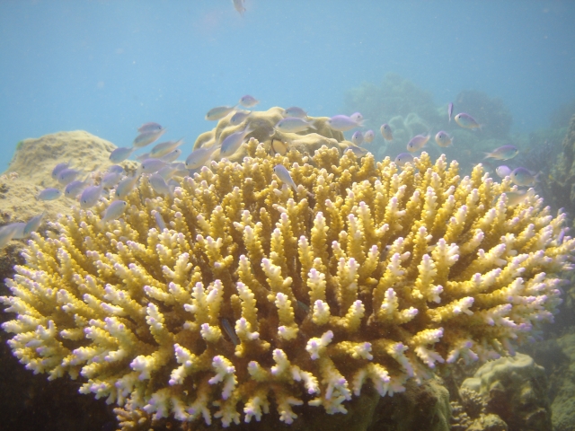 Great barrier reef