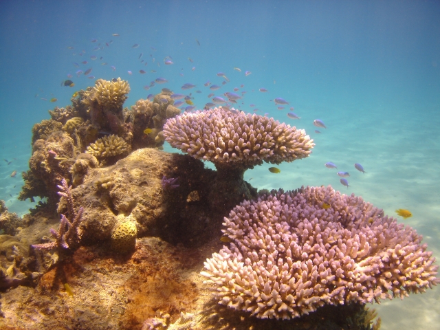 Great barrier reef