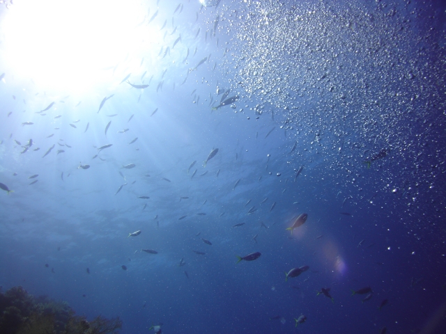 Great barrier reef