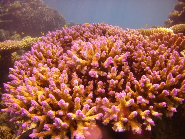 Great barrier reef