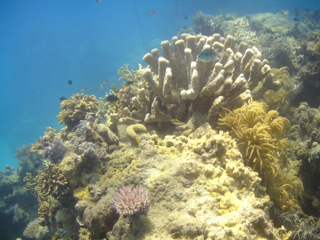 Great barrier reef