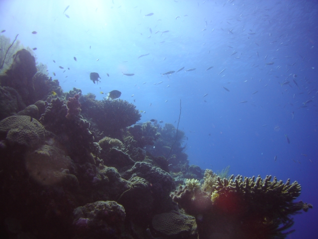 Great barrier reef