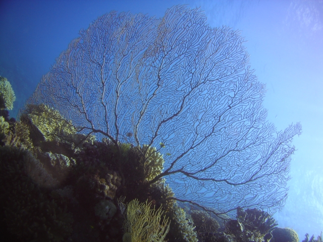 Great barrier reef