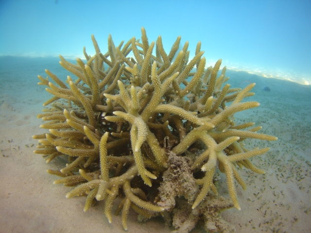 Great barrier reef