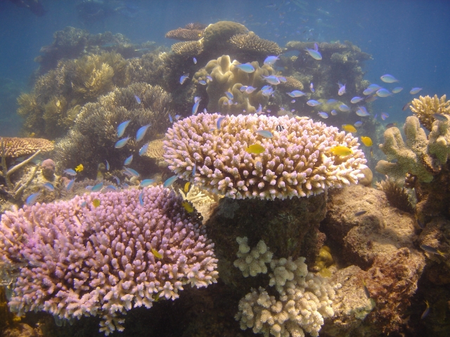 Great barrier reef