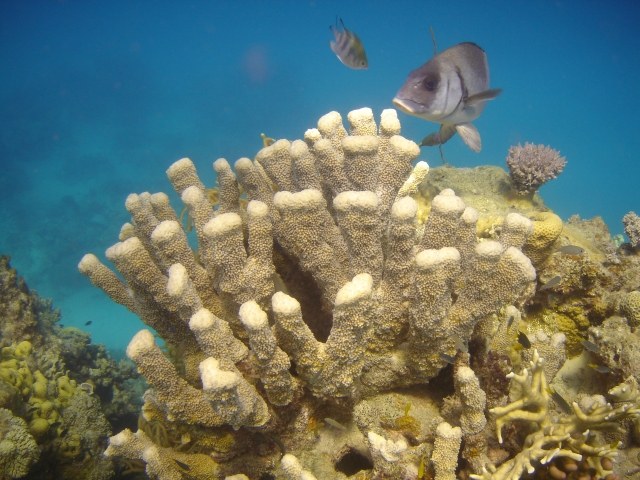 Great barrier reef