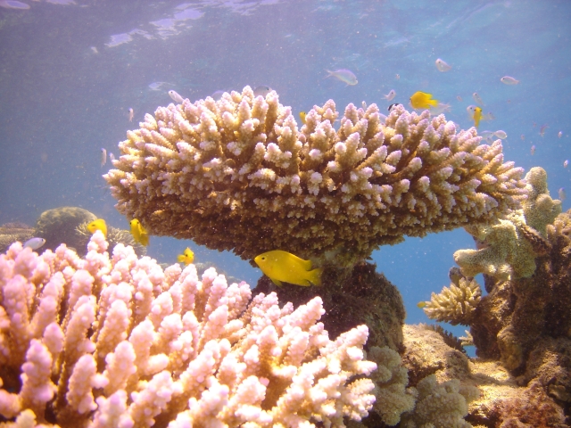 Great barrier reef