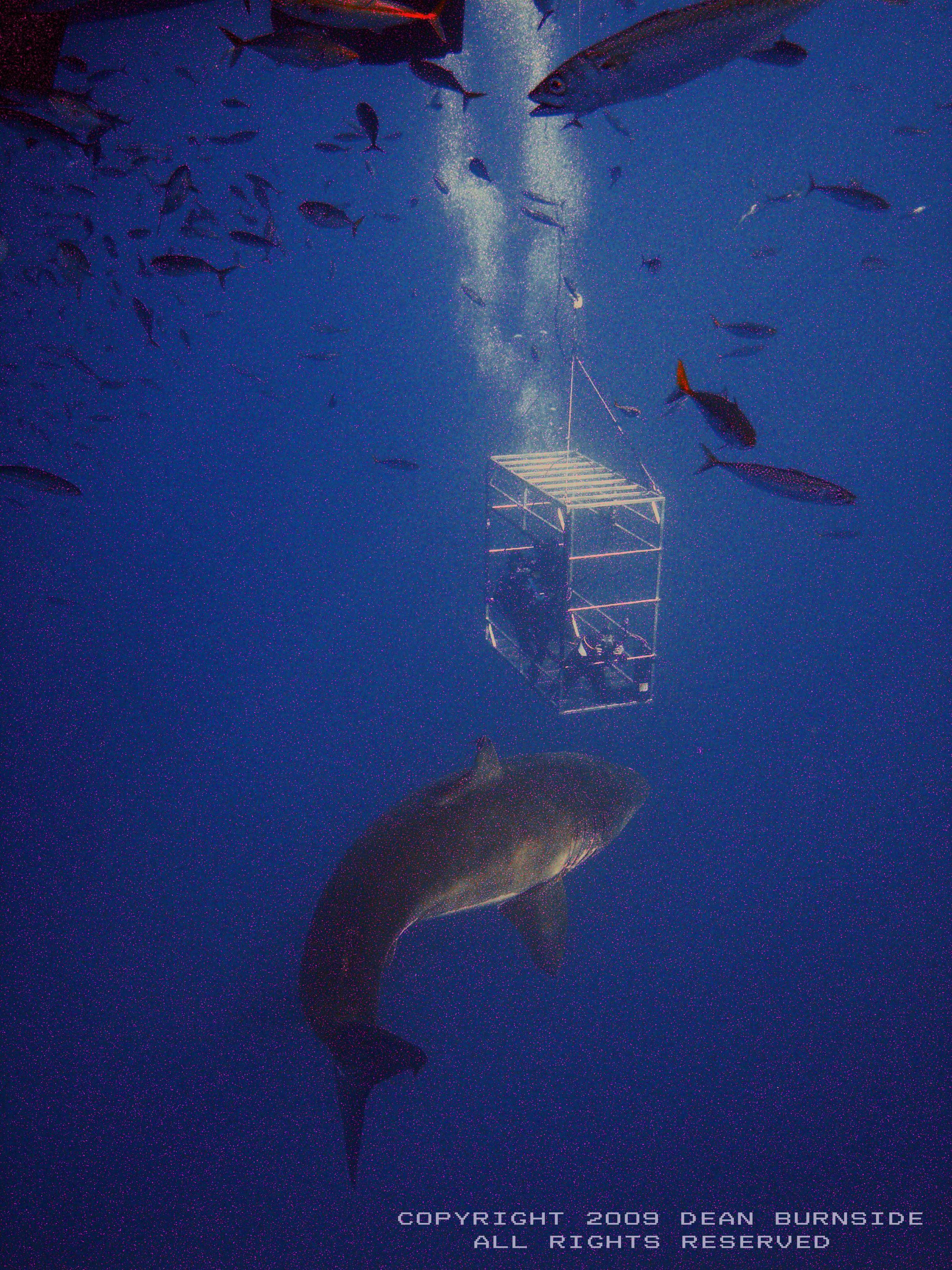 GREAT WHITE AND CAGE