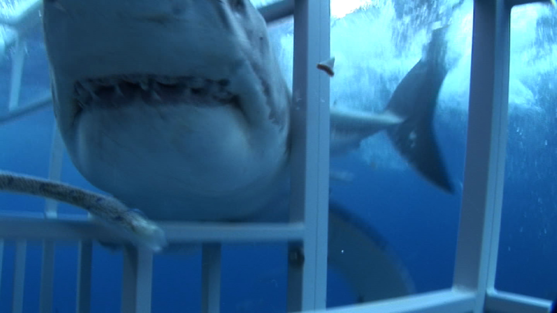 great white shark from amazing video