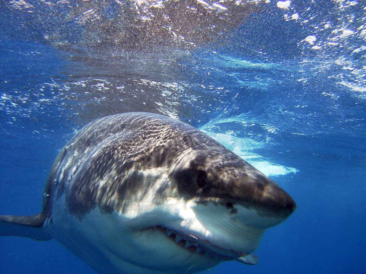 Great White taken by James Bacon at Guadalupe Island Sep 05