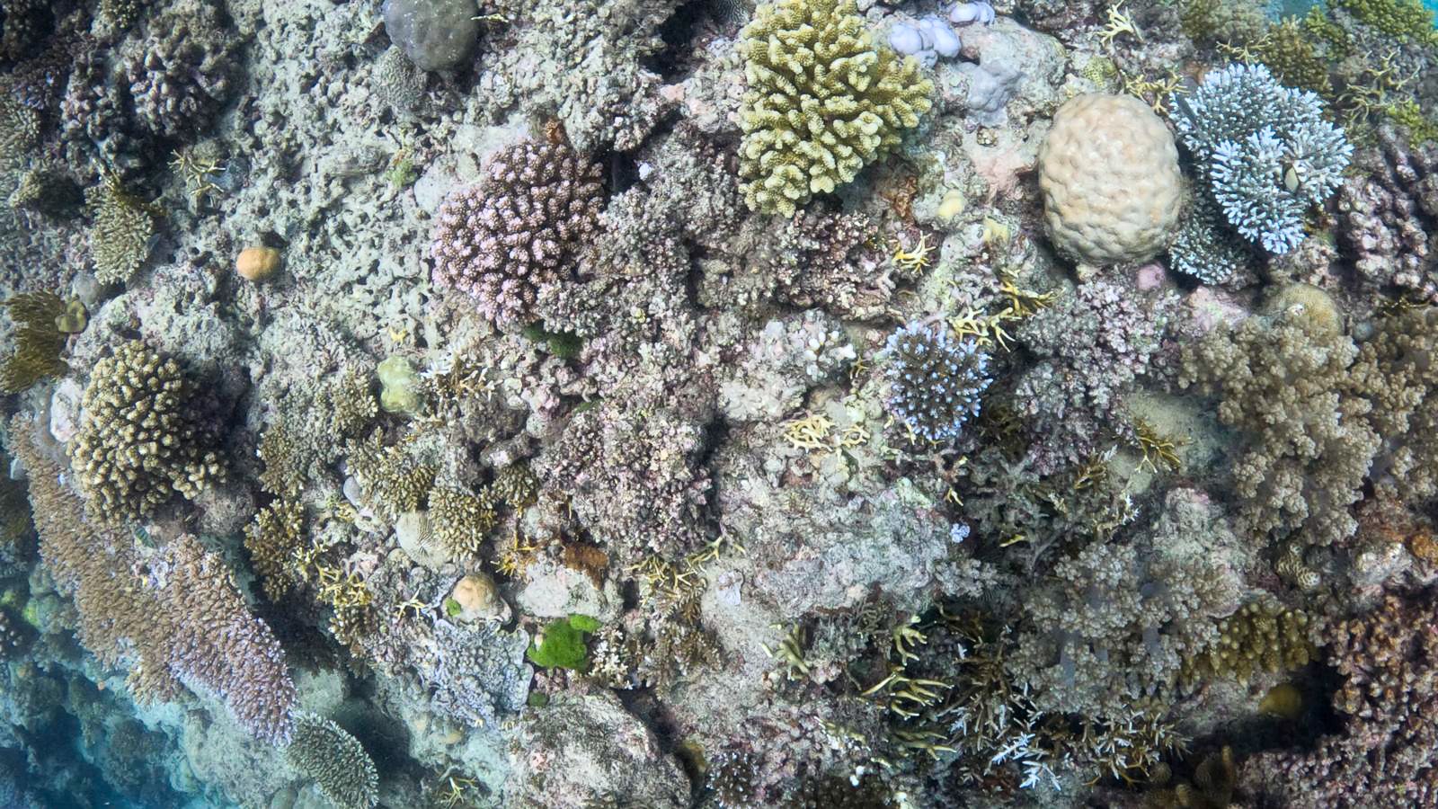 Great_Barrier_Reef-14.jpg