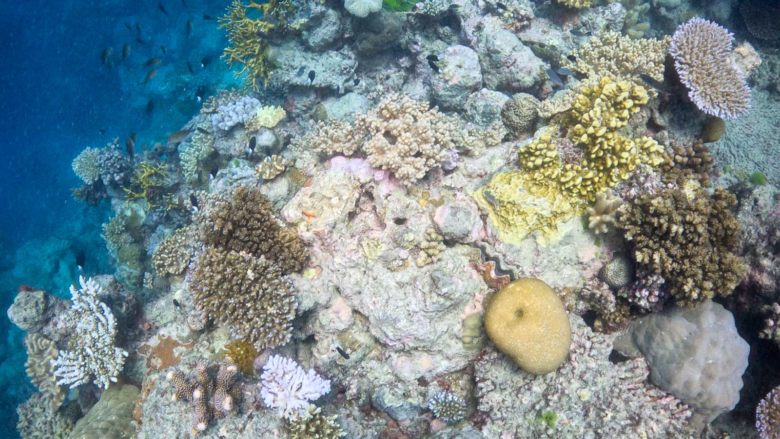 Great_Barrier_Reef-15.jpg