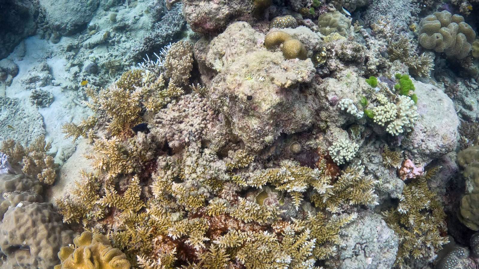 Great_Barrier_Reef-16.jpg