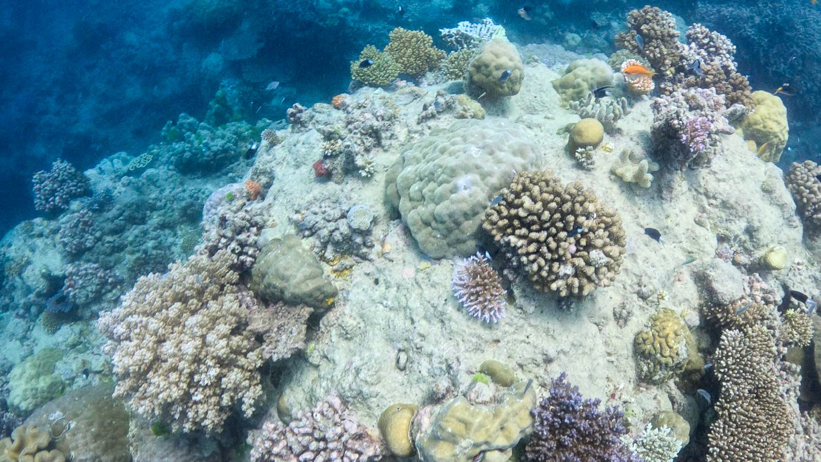 Great_Barrier_Reef-17.jpg