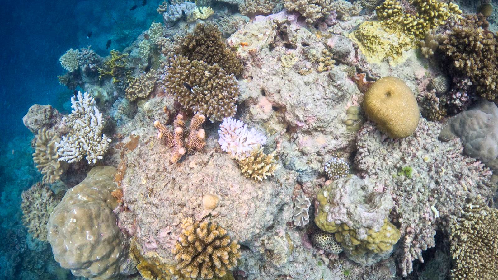 Great_Barrier_Reef-19.jpg