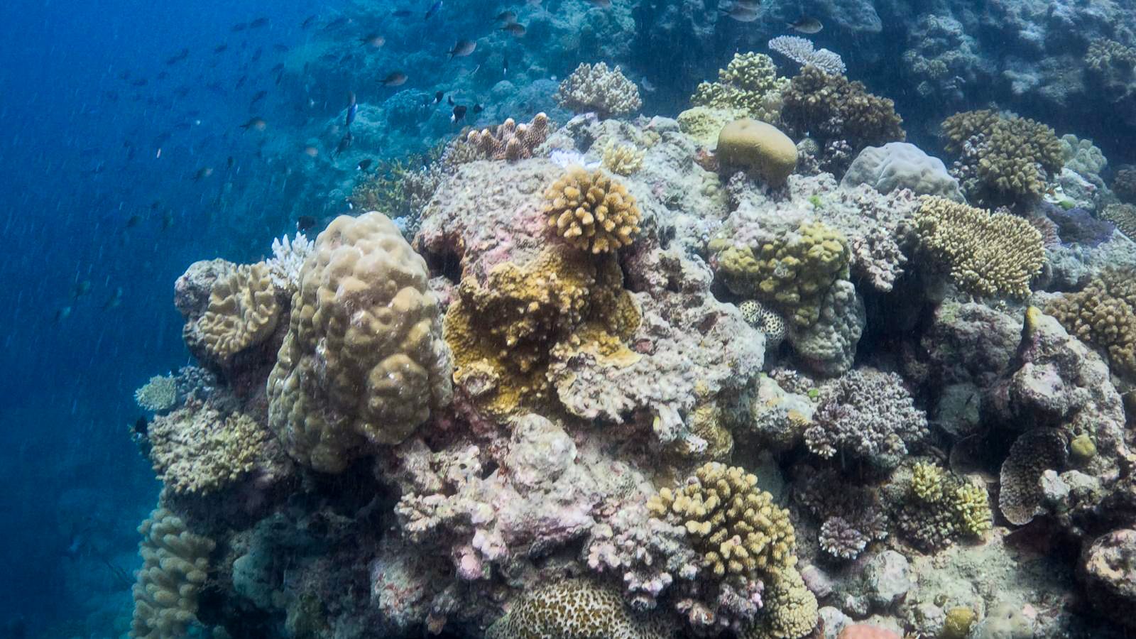 Great_Barrier_Reef-2.jpg