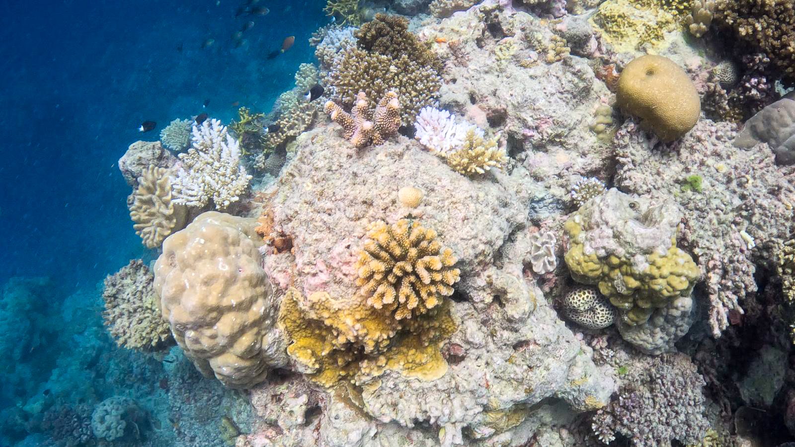 Great_Barrier_Reef-20.jpg