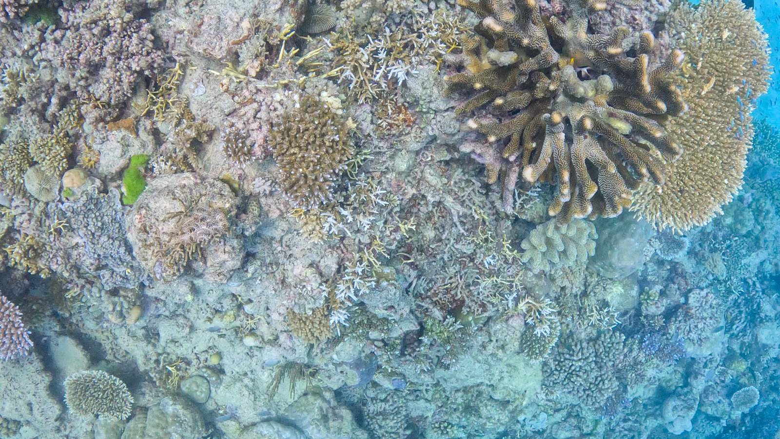 Great_Barrier_Reef-21.jpg