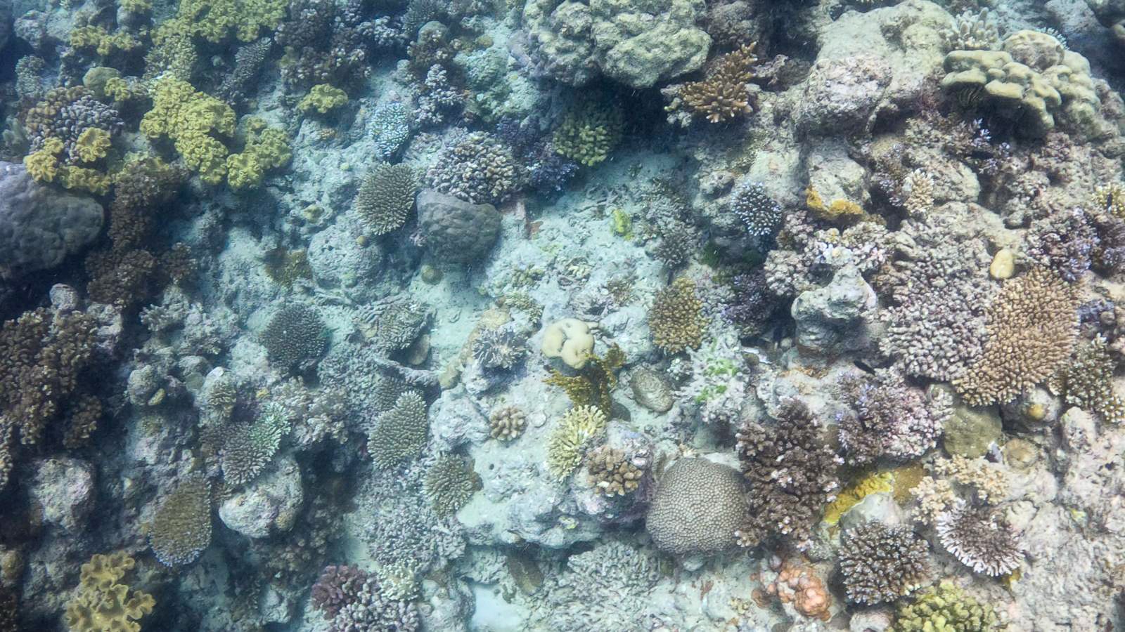 Great_Barrier_Reef-22.jpg