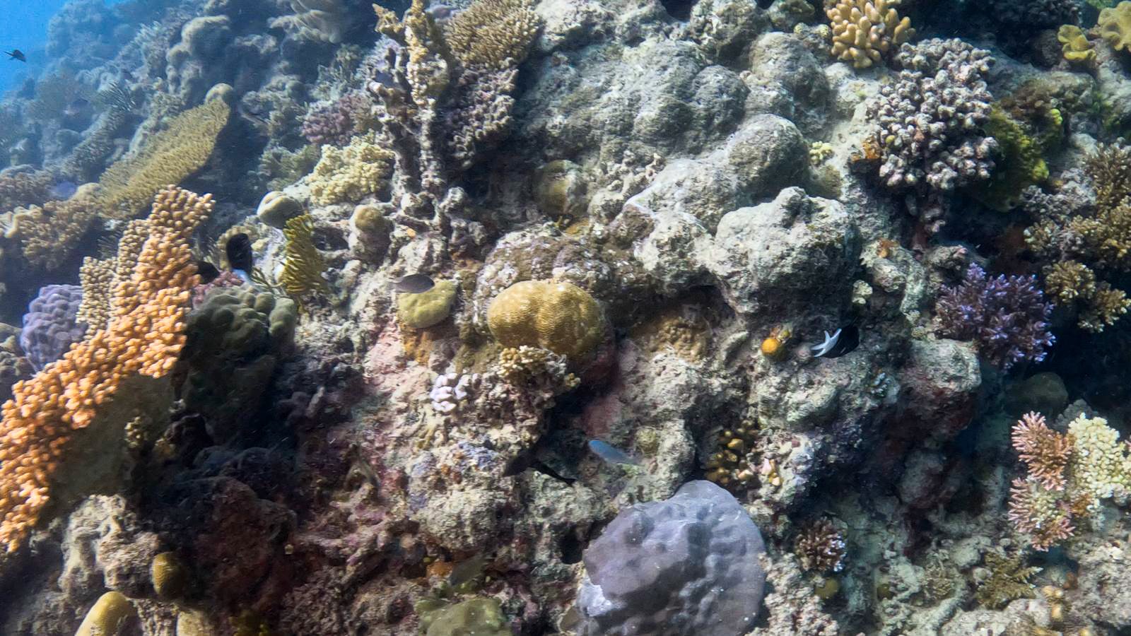 Great_Barrier_Reef-23.jpg