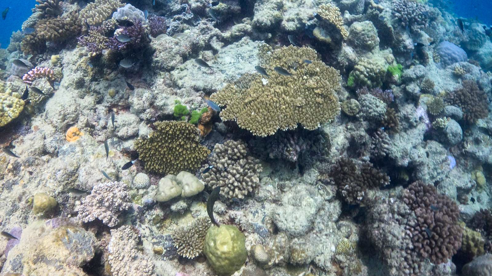 Great_Barrier_Reef-24.jpg