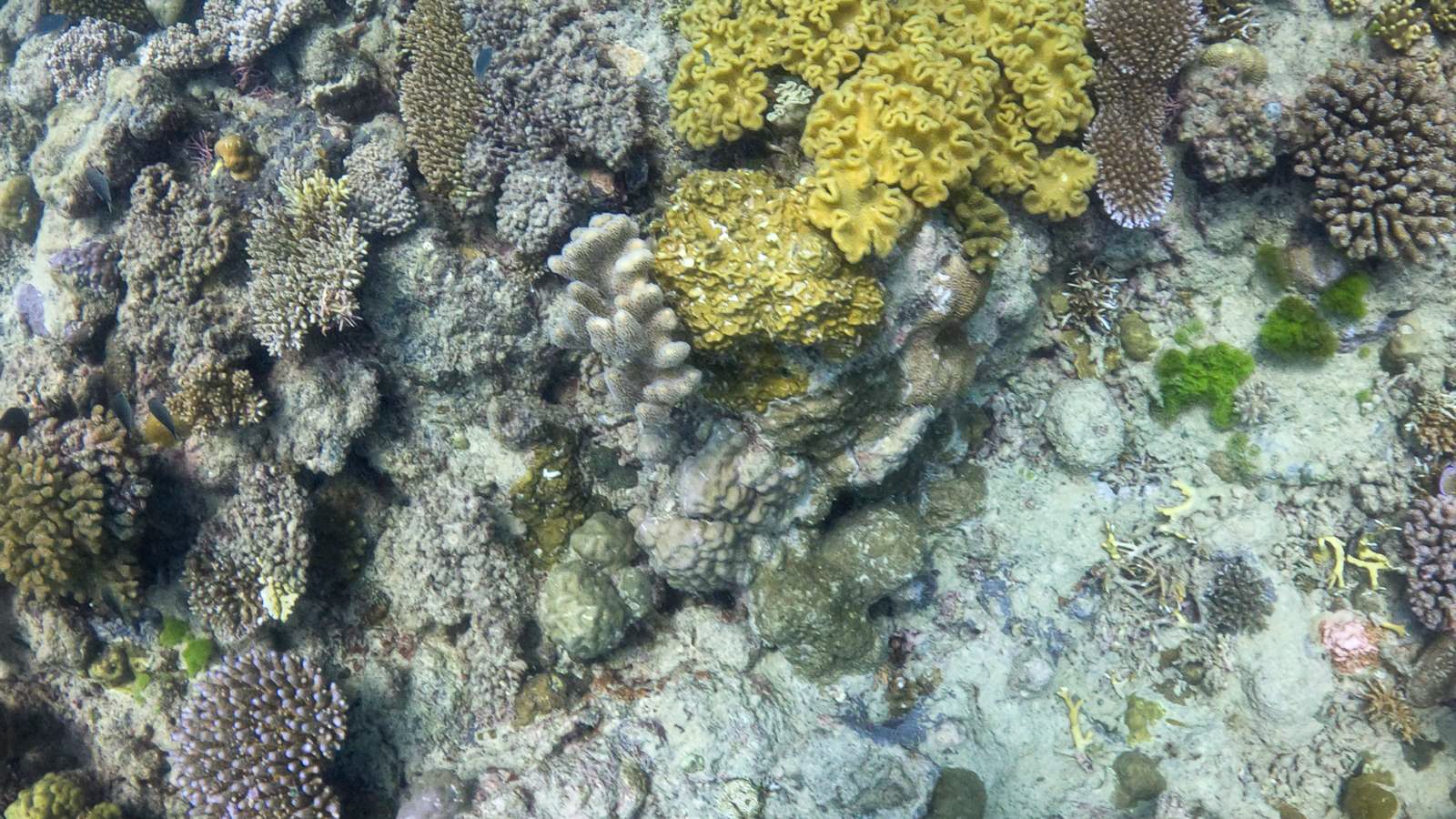 Great_Barrier_Reef-25.jpg