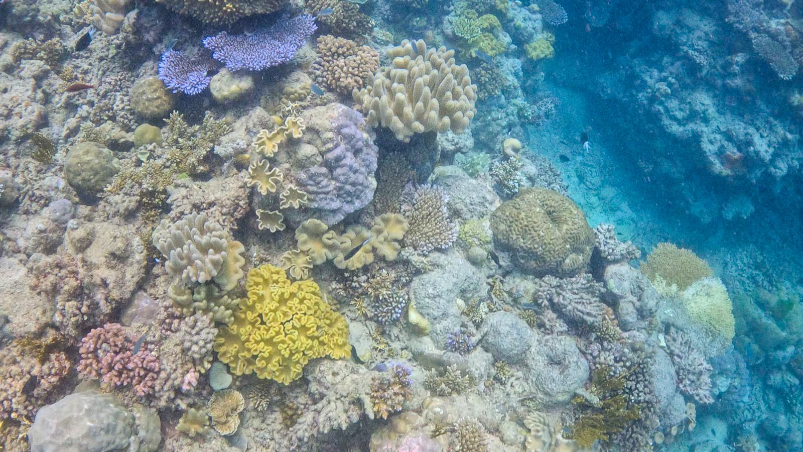Great_Barrier_Reef-30.jpg