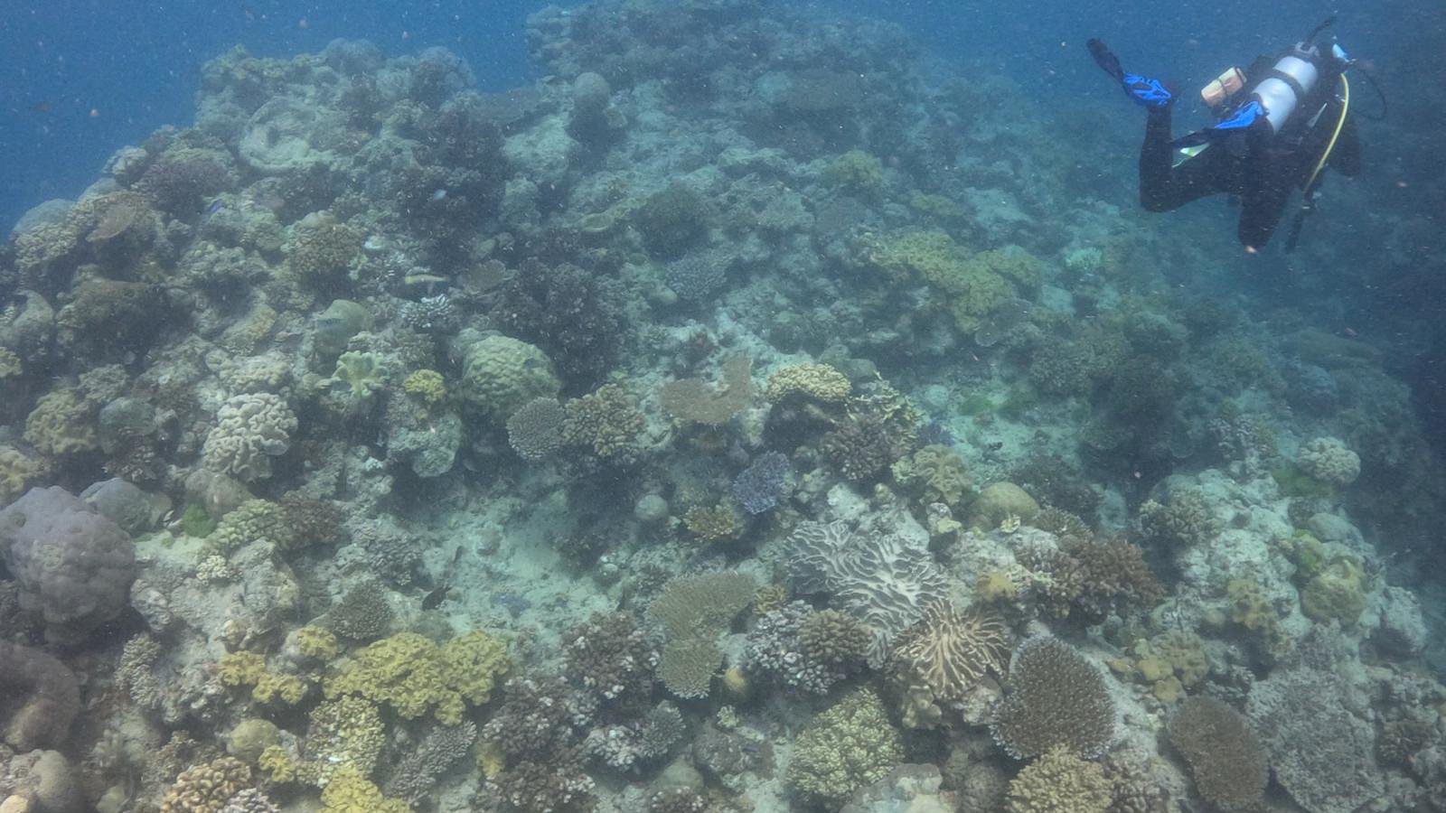 Great_Barrier_Reef-32.jpg