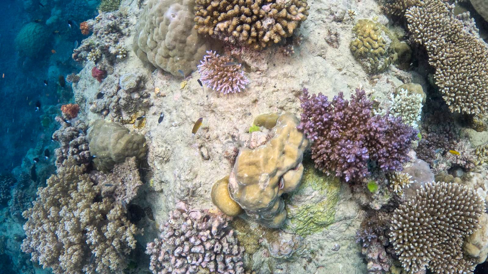 Great_Barrier_Reef-33.jpg