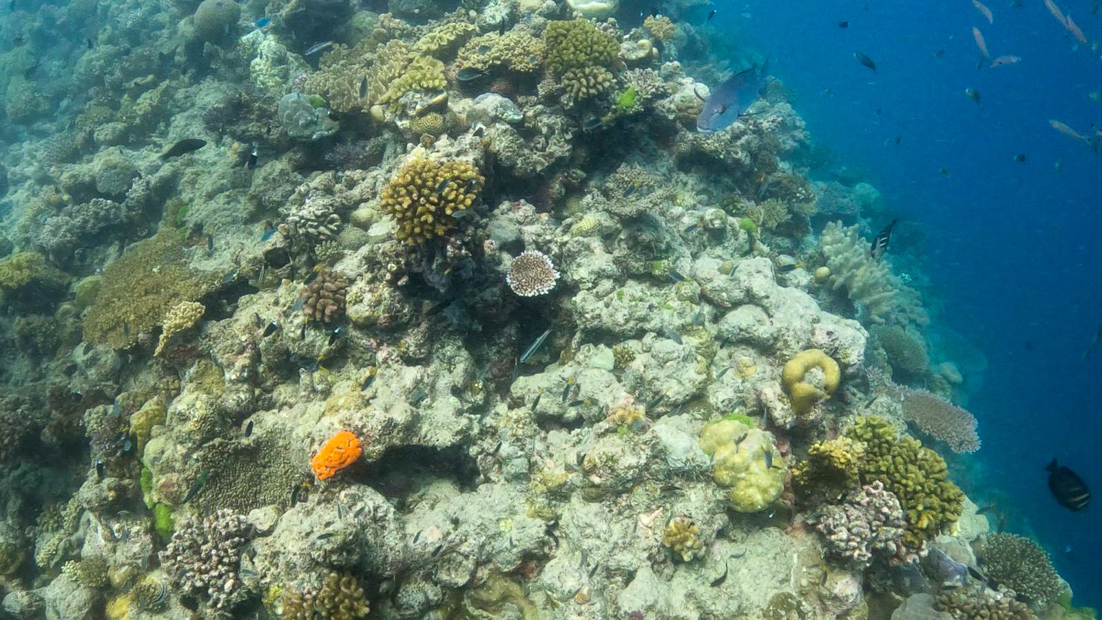 Great_Barrier_Reef-34.jpg