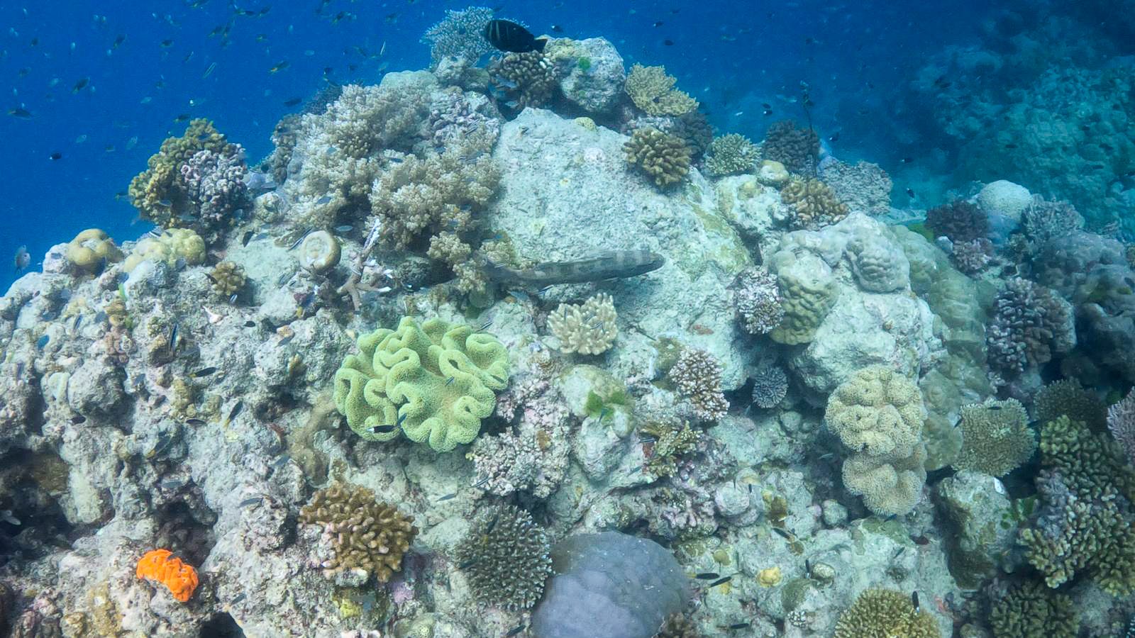 Great_Barrier_Reef-35.jpg
