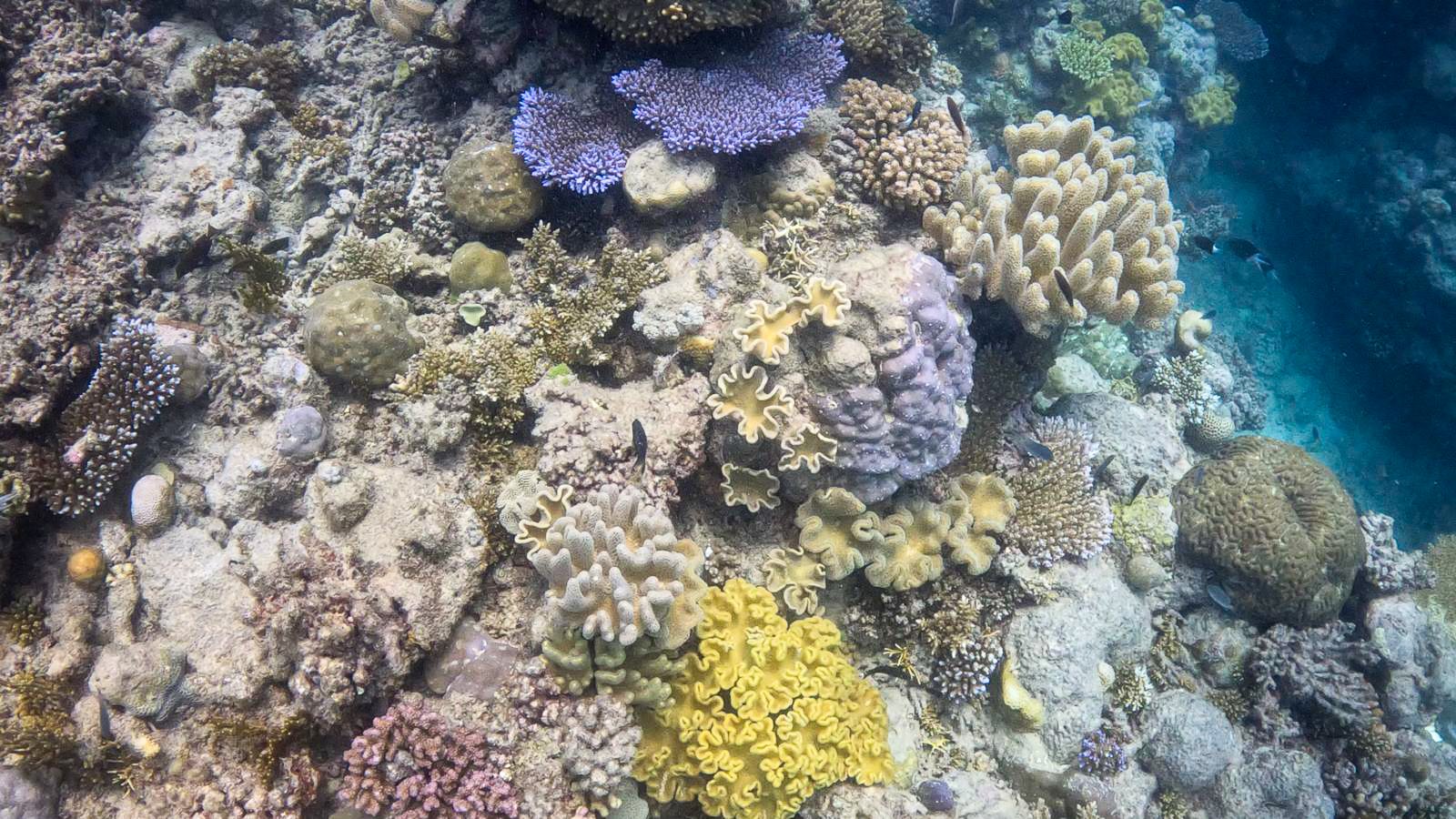 Great_Barrier_Reef-36.jpg