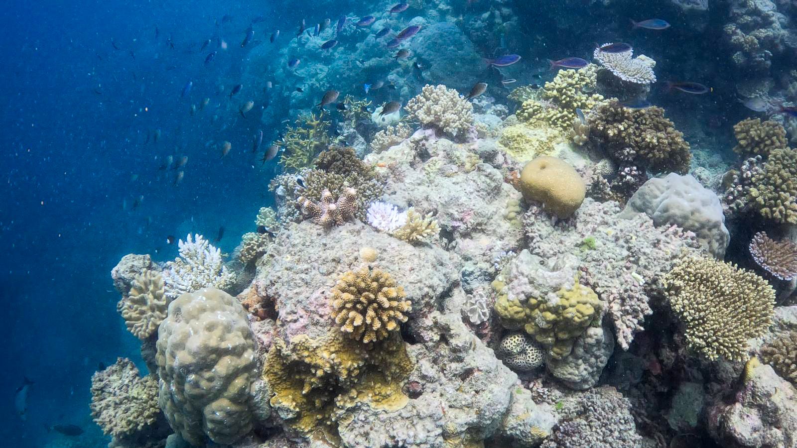 Great_Barrier_Reef-4.jpg