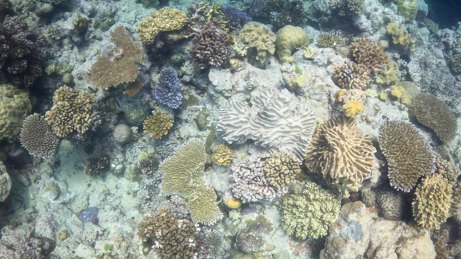 Great_Barrier_Reef-5.jpg