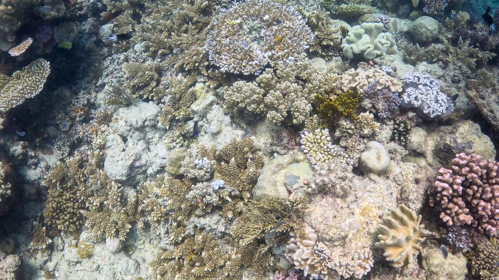 Great_Barrier_Reef-6.jpg