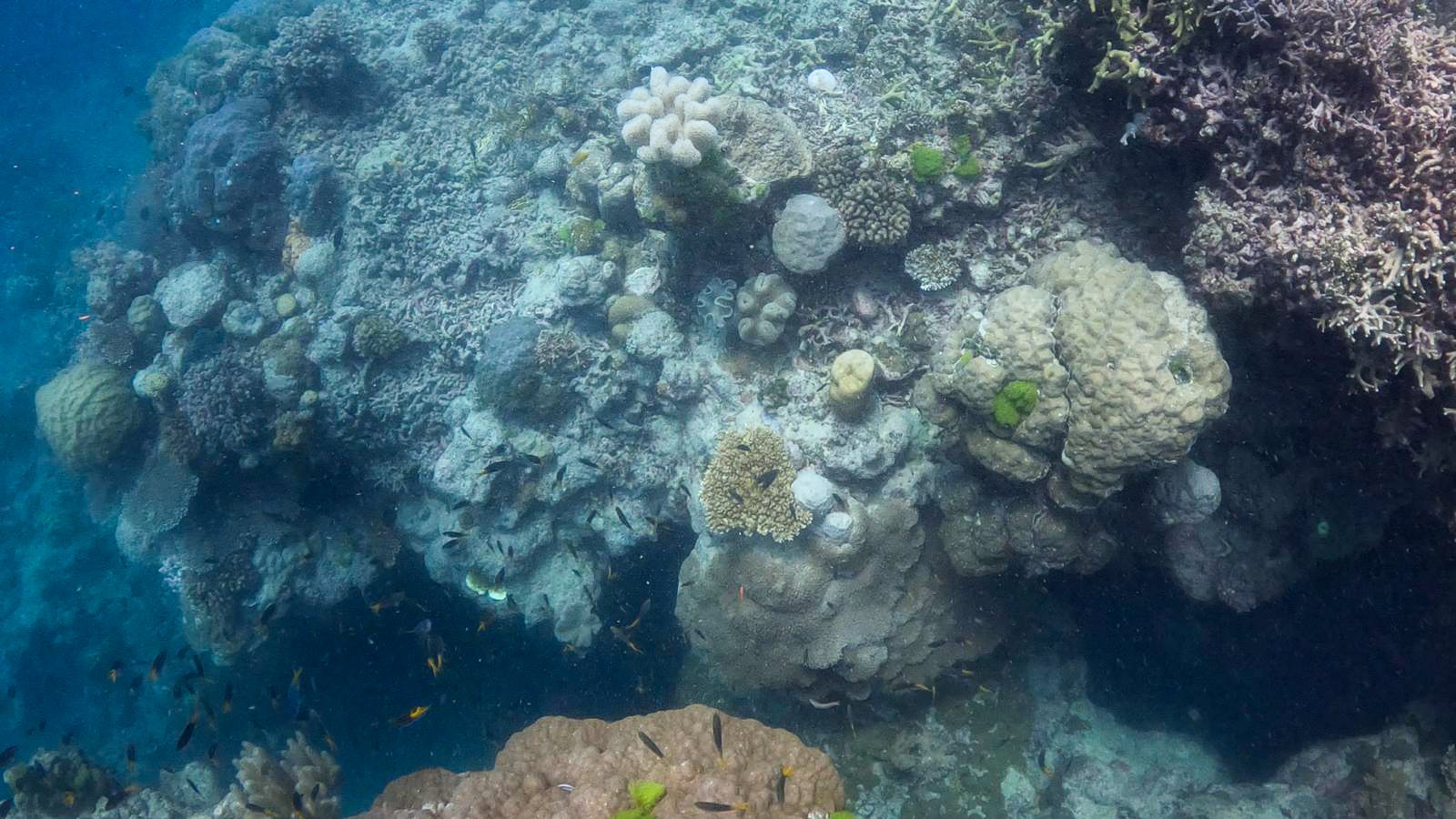 Great_Barrier_Reef-7.jpg